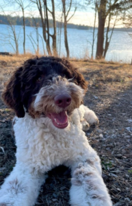 Sunny Adiestramiento Canino Dallas